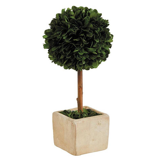 47th & Main (Creative Brands) - Topiary Square Boxwood - Small