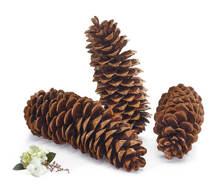 Natural Piine Cones
