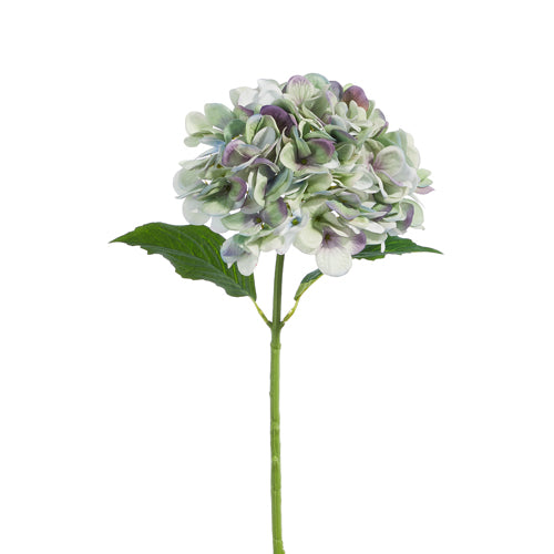Blue and Purple Hydrangea