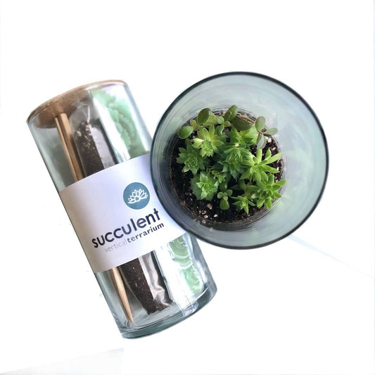 Vertical Succulent Terrarium: Vertical Terrarium