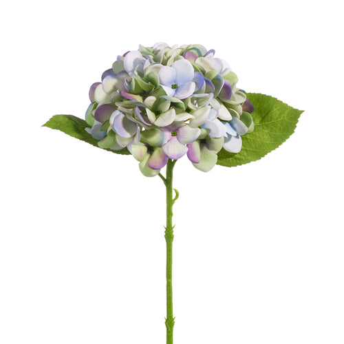 Hydrangea Blue and Purple Stem