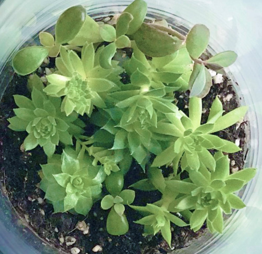 Vertical Succulent Terrarium: Vertical Terrarium