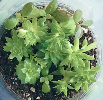 Vertical Succulent Terrarium: Vertical Terrarium