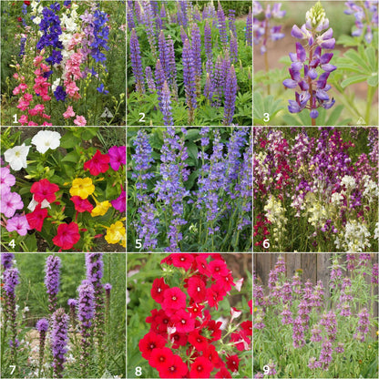 Garden Sprinkles | Hummingbird