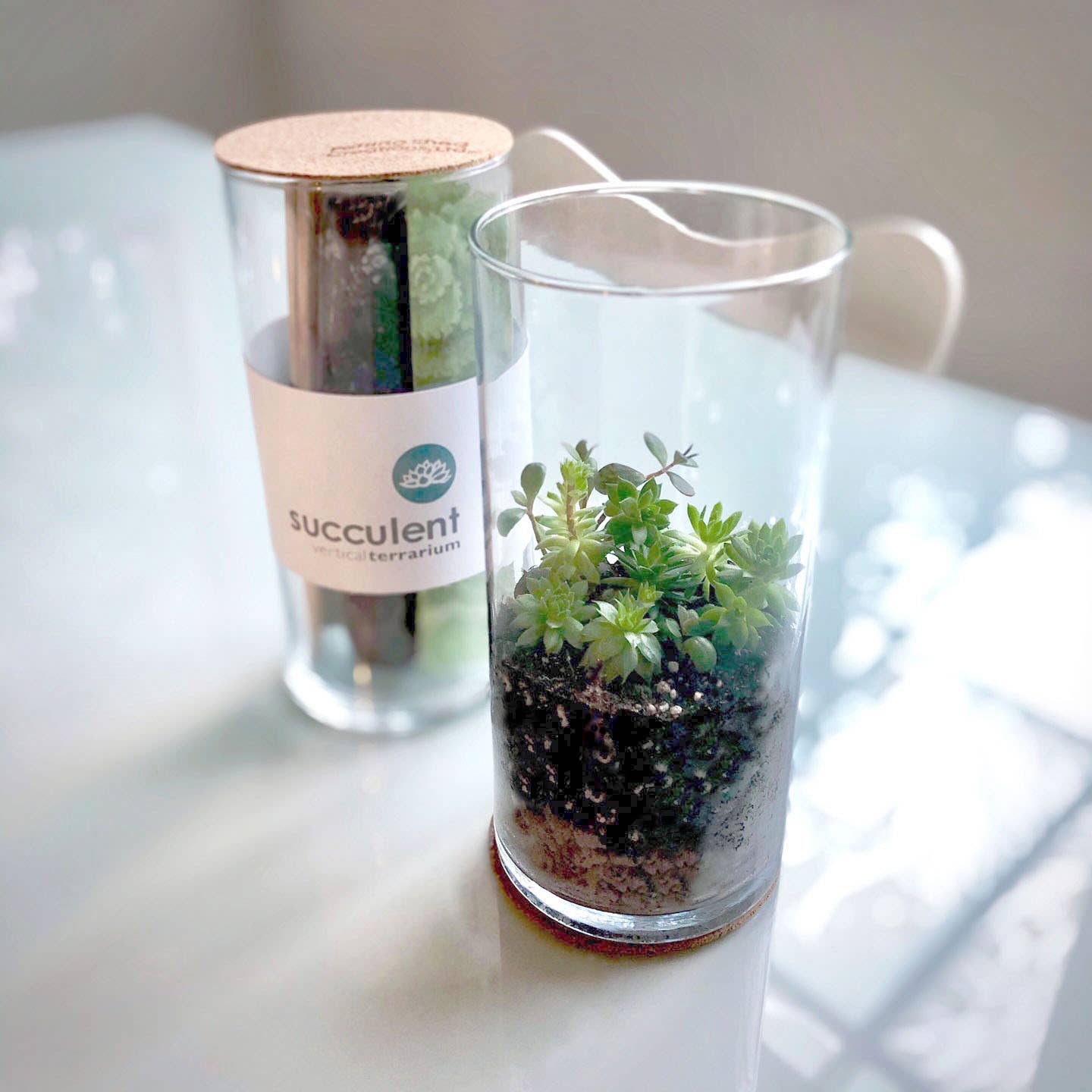 Vertical Succulent Terrarium: Vertical Terrarium